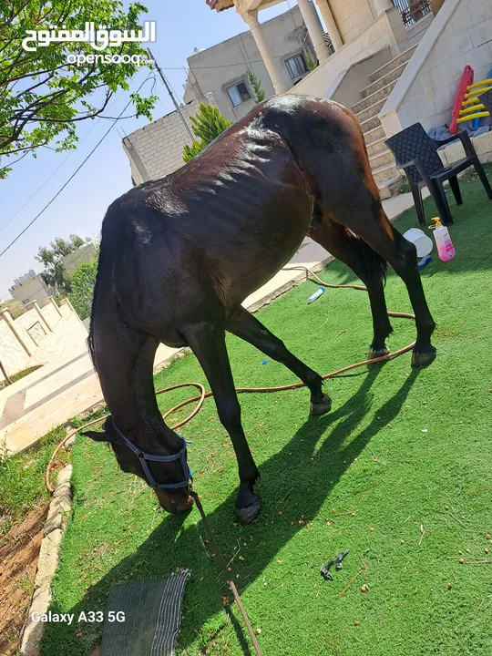 مهر عربي أصيل مسجل للبيع ابن بطل الاسم روكت