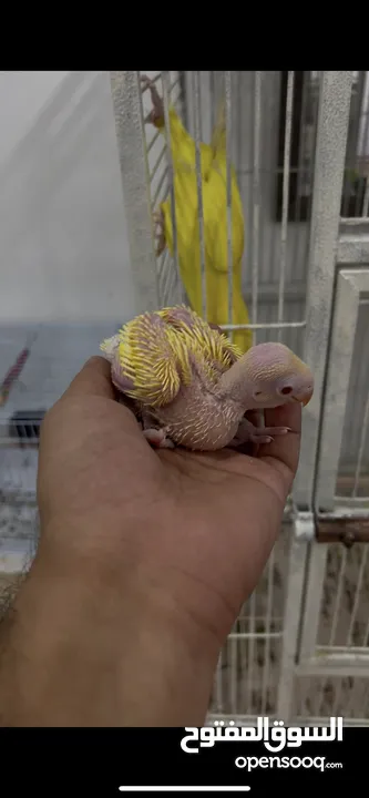 فروخ غر كنيورات ومتاتو