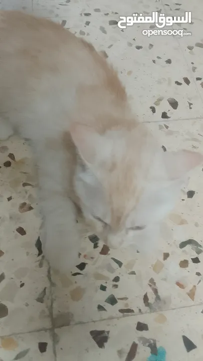 بسھ لونھا اشقر من بسھ شيرازي