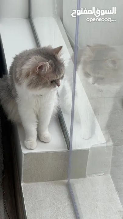 للتبني قطه شيرازيه العمر 6 سنوات ( صغيره الحجم )