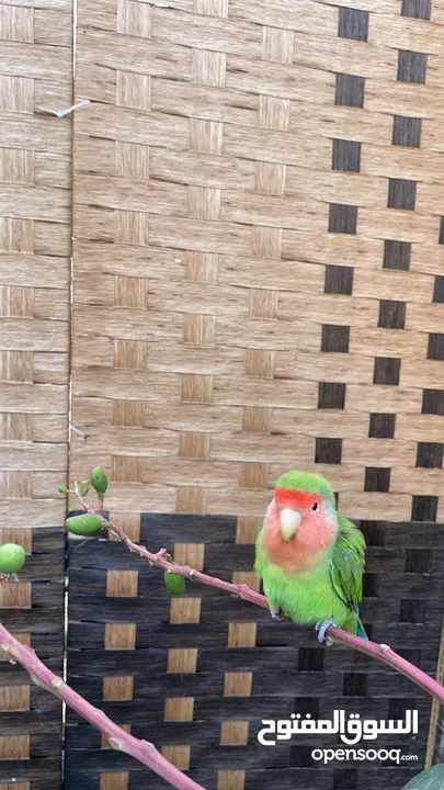 Lovebird male 6 months old tamed