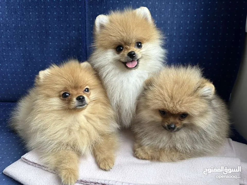 Pomeranian puppy's