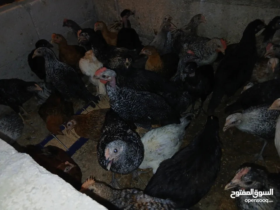 فرخات عمر 3 شهور وشهرين ونص