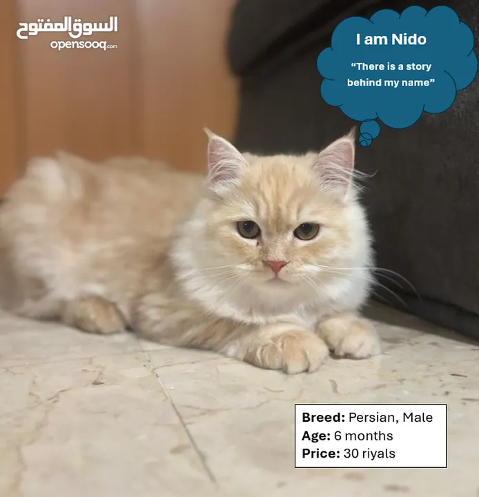 قطط جميلة شيرازي للبيع  Beautiful Cats for Sale