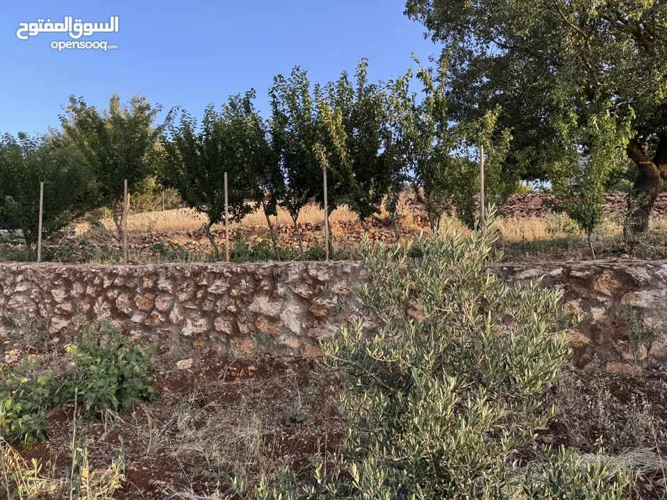 مزرعه للبيع / عجلون / رأس منيف