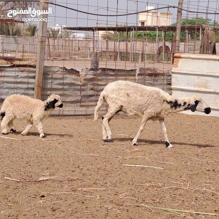 جاعدة تحتها حمله للبيع اقرأ الوصف قبل التواصل