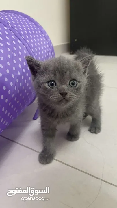 Two British shorthair kittens male and female for sale.