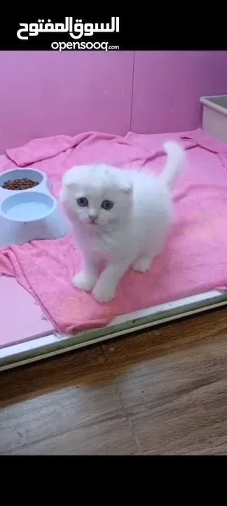 أنثى سكوتش فولد مستوى قوي