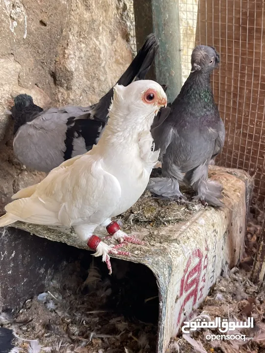 جواز حمام للبيع كوم