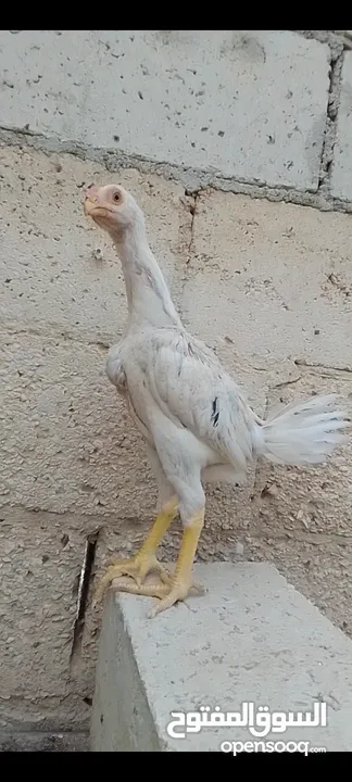 صيصان وديوك باكستاني
