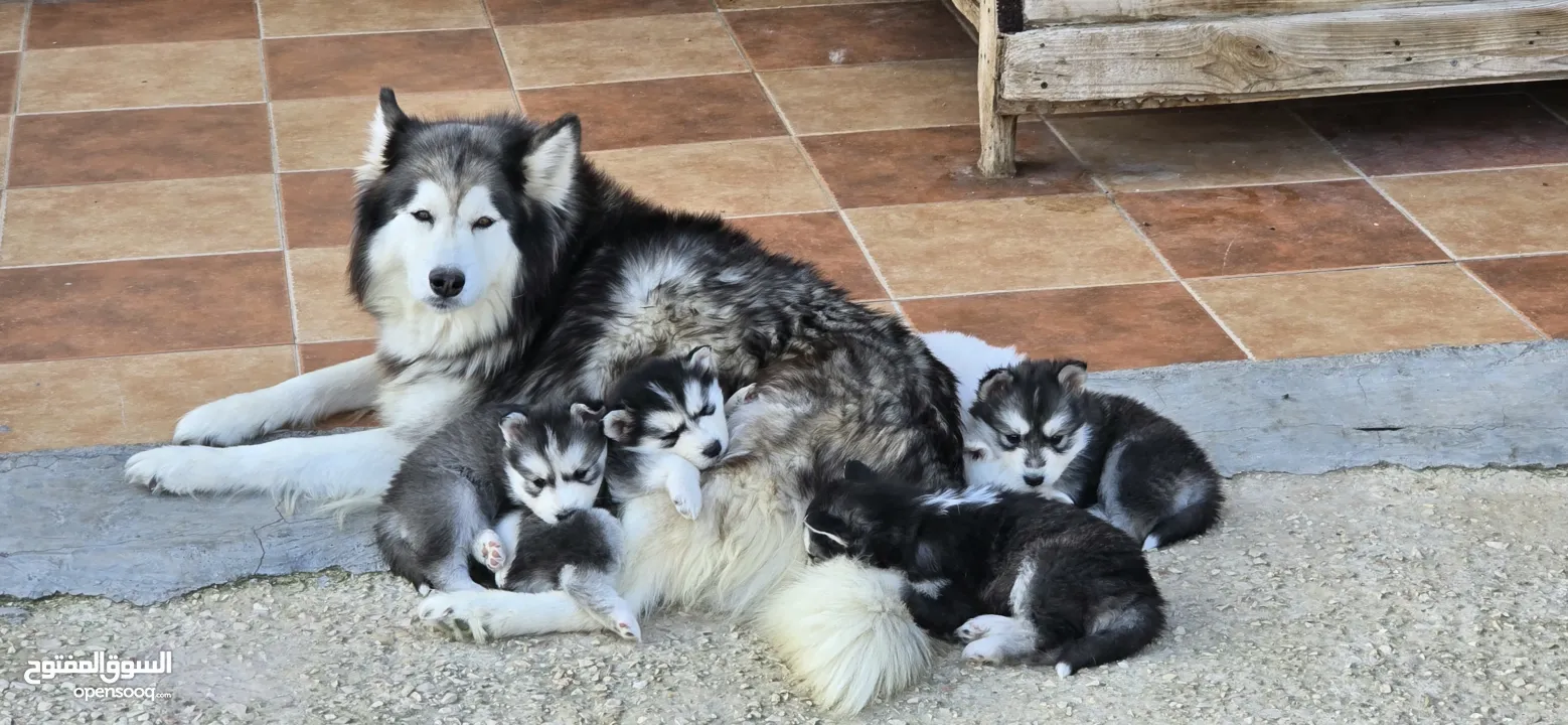 جراو مالموت الاسكا