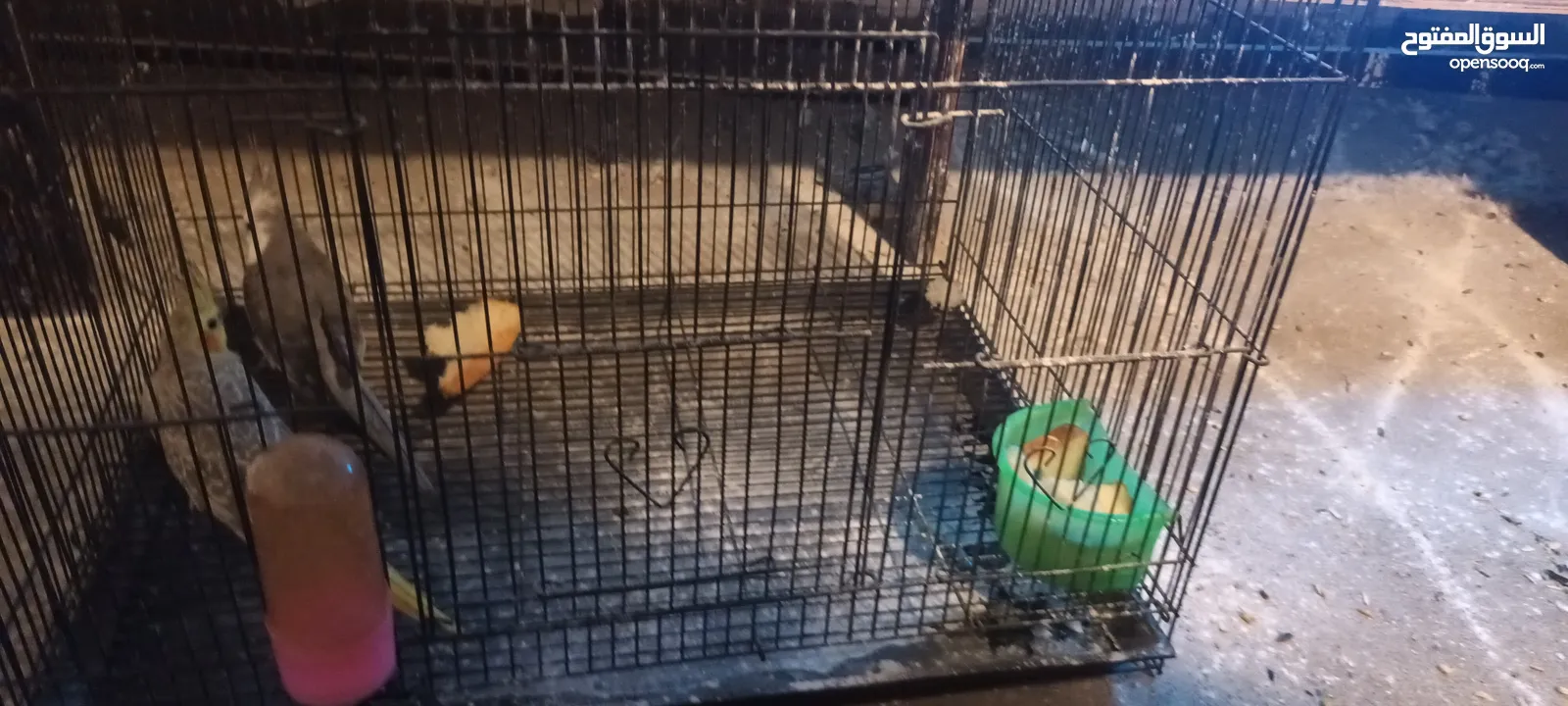 للبيع زوج كوكتيل منتجين من قبل اكثر من مره وانتاجهم موسمي وكل شهرين تقريبا المواصفات في الوصف