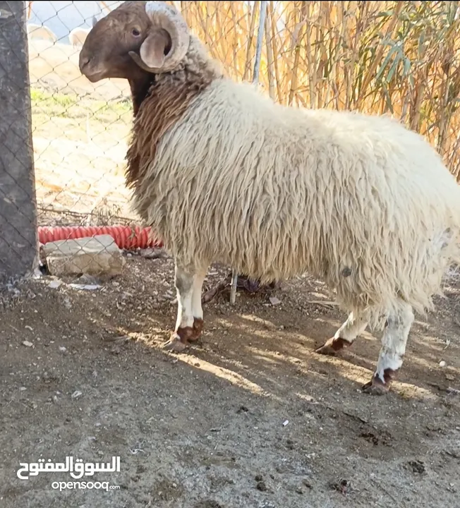 لعشاق النوادر ..ثلث خرفان عواس  واحد مبدل ثلث حبات