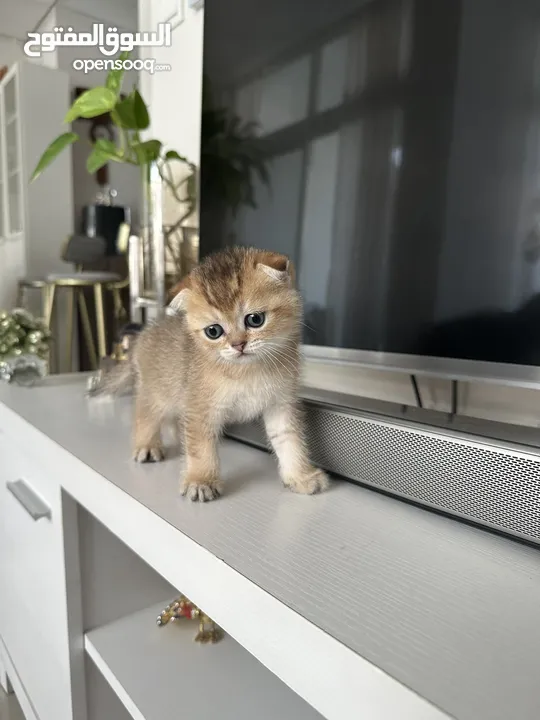 Scottish fold kitten