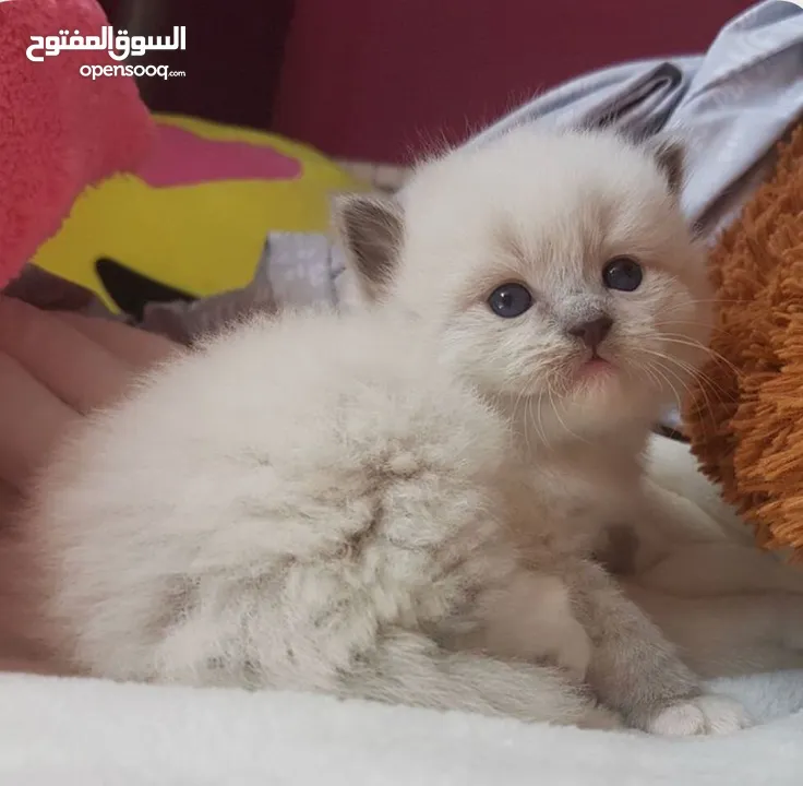 قطط كان هملايا بلو وهملايا اورنج عمر45 يوم