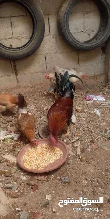جاج بلدي بياض
