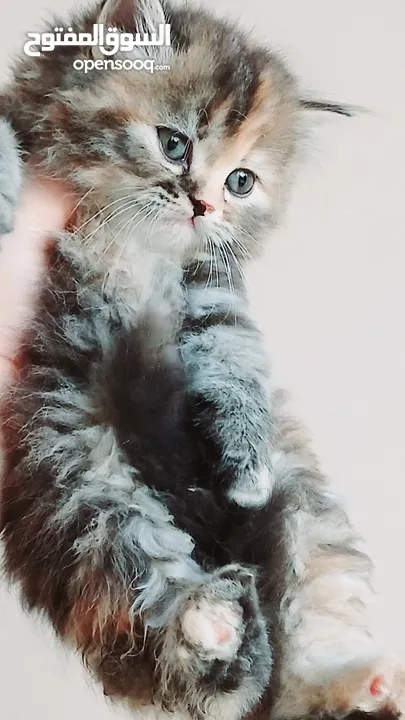 كيتنز بيرشن بيور مدربين ومطعمين حشرات 47 يوم