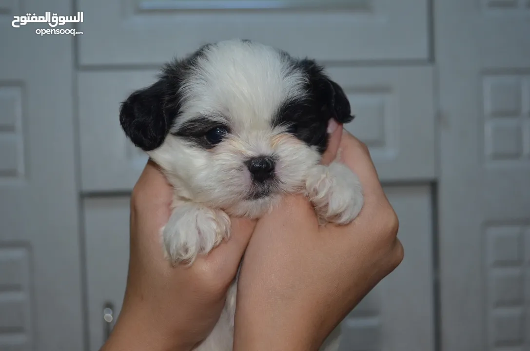 1 month old Shihtzu