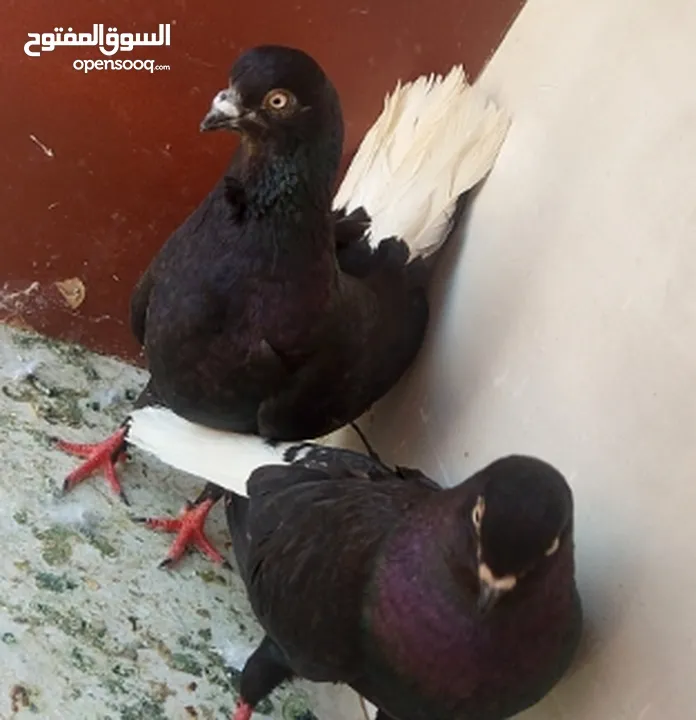 حمام للبيع