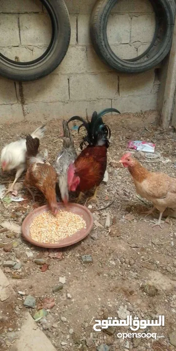 جاج بلدي بياض