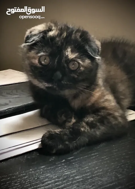 Scottish Fold kitten - Your Future Feline Friend !