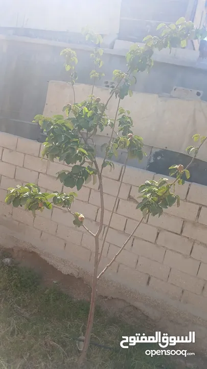 منزل للبيع قصر حلابات غربي قرب مصانع طيبه
