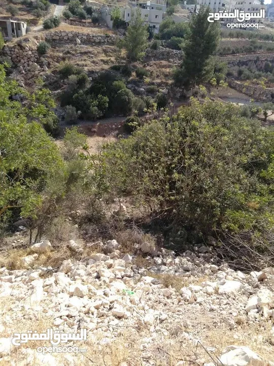 ارض بناء للبيع في صوريف / البستان