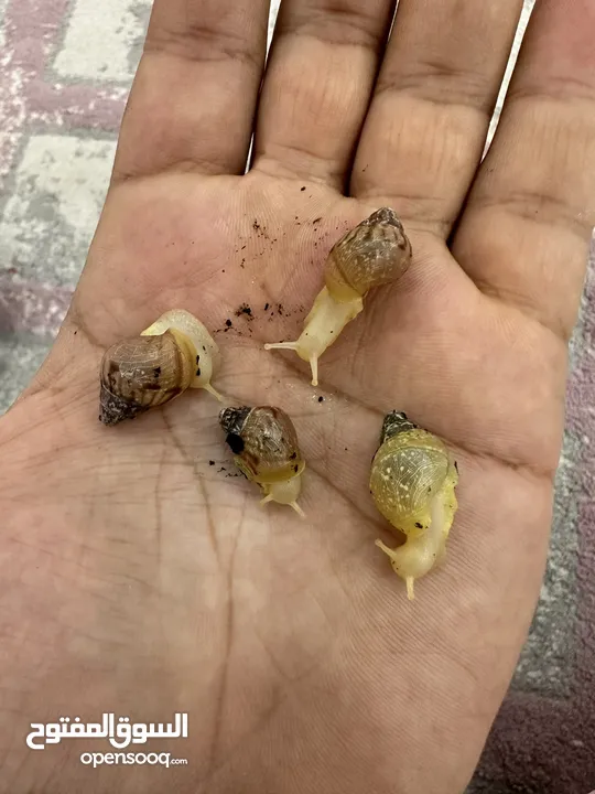 حلزونات أفريقية ، حلزون أفريقي للبيع
