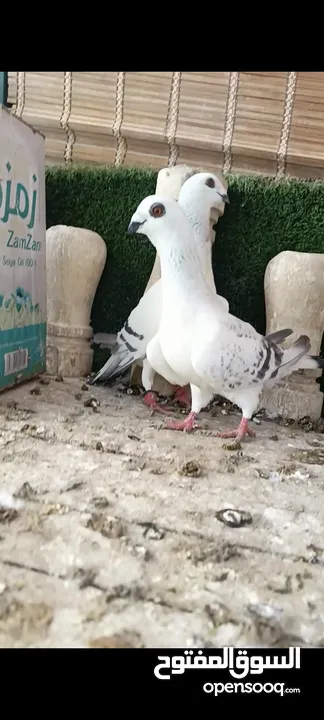 جواز وفردات كل اشي الو سعرو الاسعار بالوصف