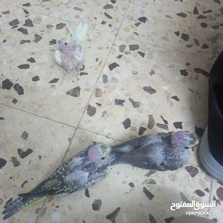 انثى كوكتيل للبيع اربد مجمع بيت راس سوق الباله
