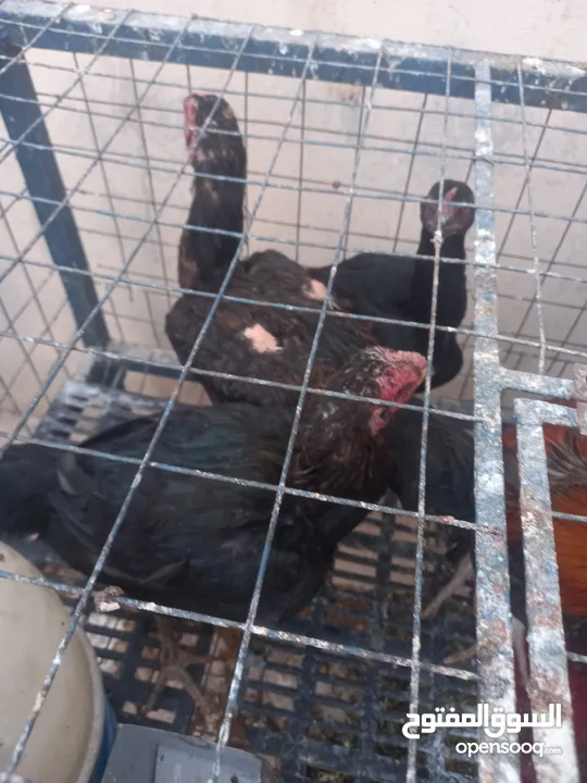 ست جاجا ت ودييكين