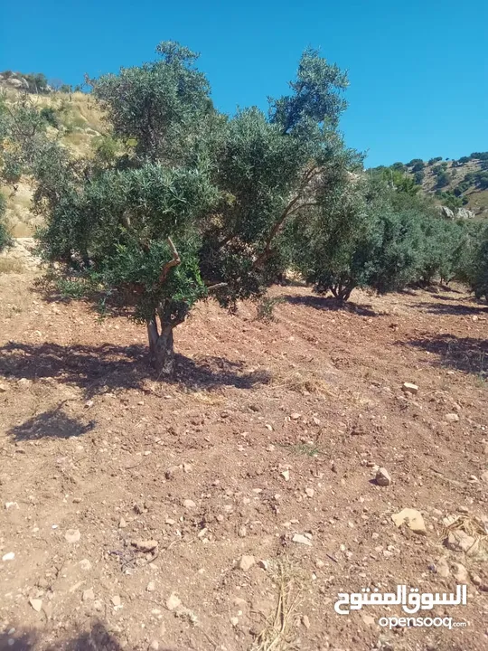 مزرعة للبيع من اراضي غرب عمان  منطقة البصة (ابو السوس ) للبيع بسعر مغري