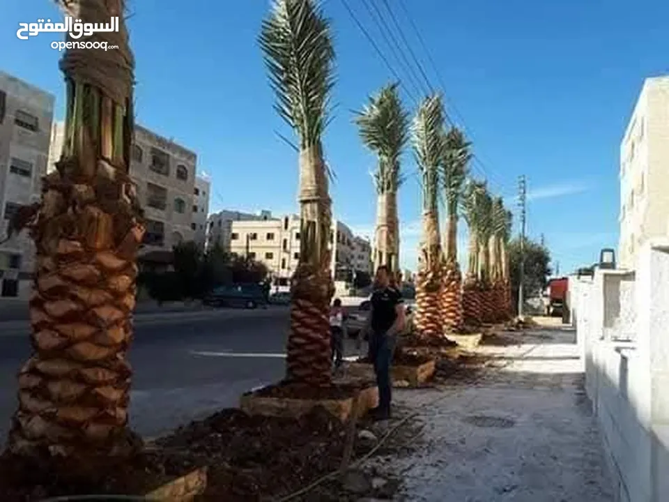 أجود انواع النخيل