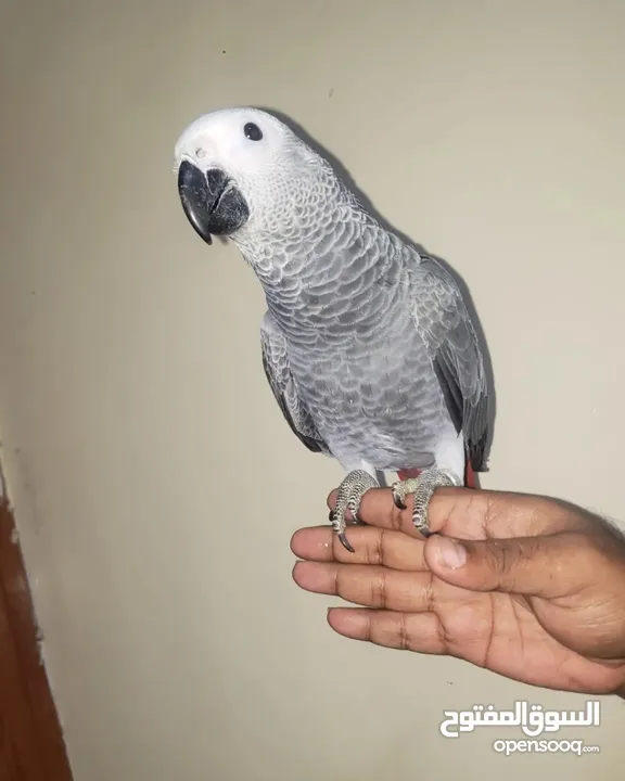 Very friendly African grey with paper