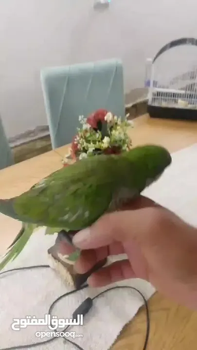 ببغاء كويكر أليف للبيع