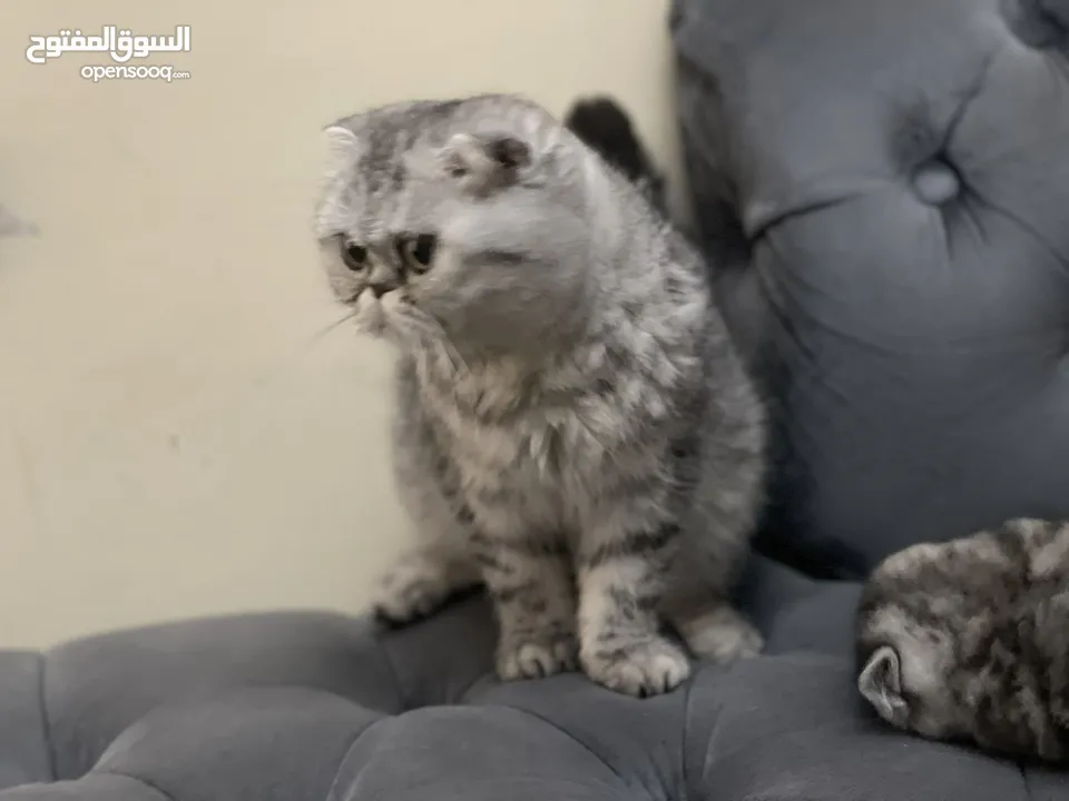 كتن سكوتش فولد و ستريت وام منتجه