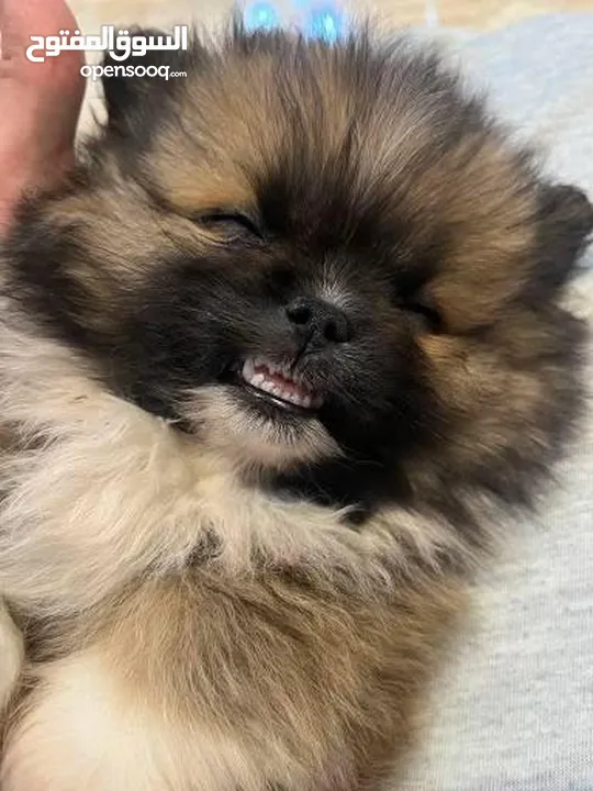 Pomeranian t