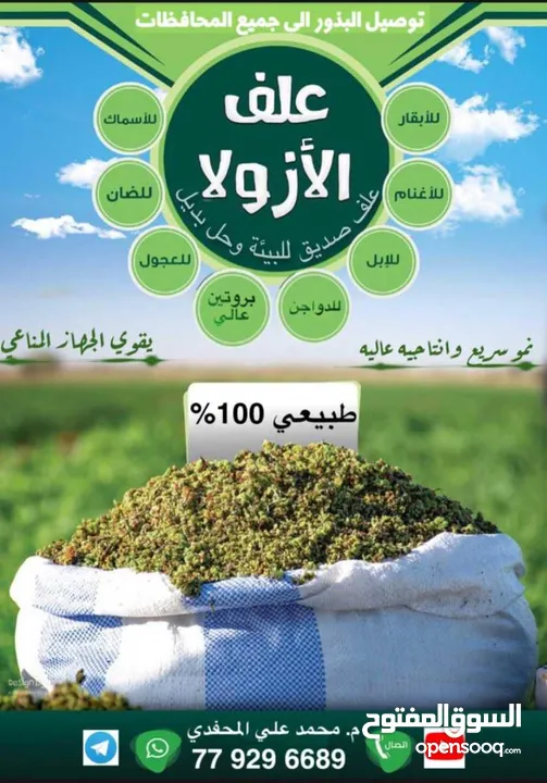 علف الازولا يزرع مره وينتج يوميا مدى الحياه للدجاج والمواشي وجميع الحويانات