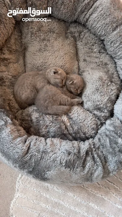 Scottish fold female kittens