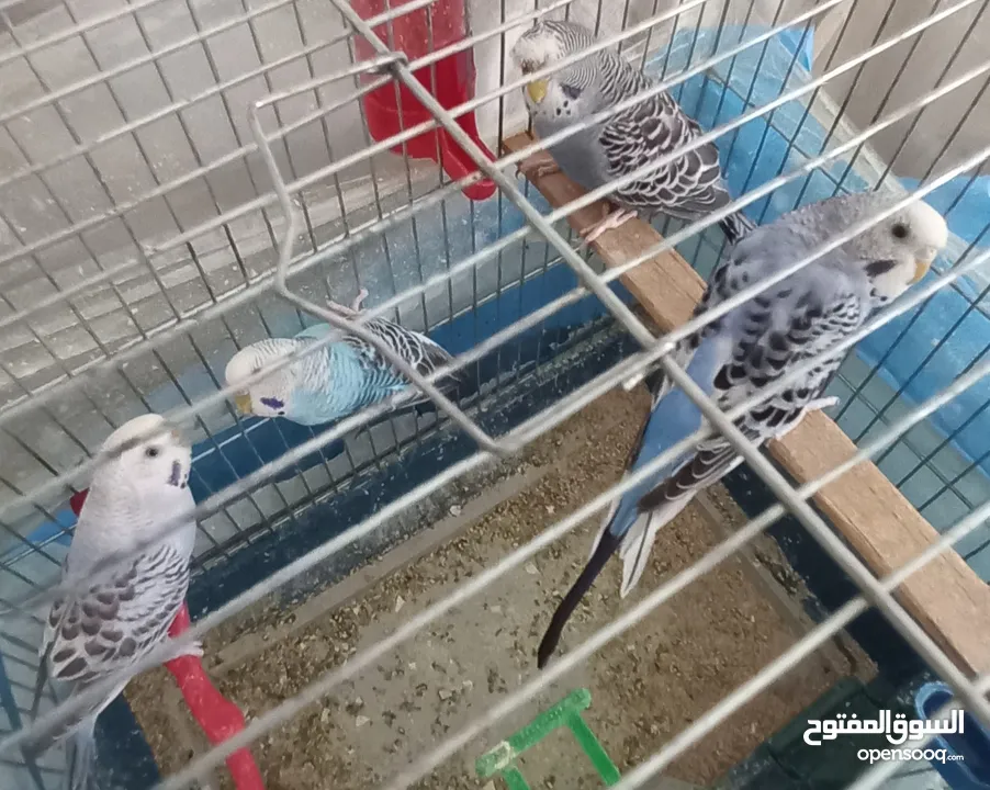 حب.. اناثي كبيرة وجاهزة ومعبية فل الفل  وبالفيديو ازواج مميزة الوان  مقنبرات