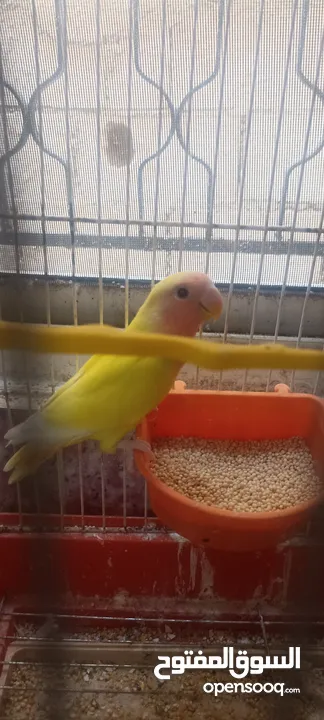 طيور روز وفشر وحب القراء الوصف تفاصيل اسعار حرق⁦ zzzzzzzzzzzzzzzzxxxxxxxxxxhbbbnnnbbbbbbbbbbbbbbbbbb