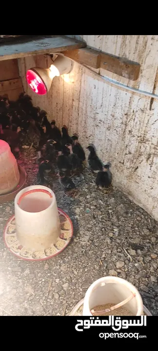 صيصان بلدي وابو رقيبه