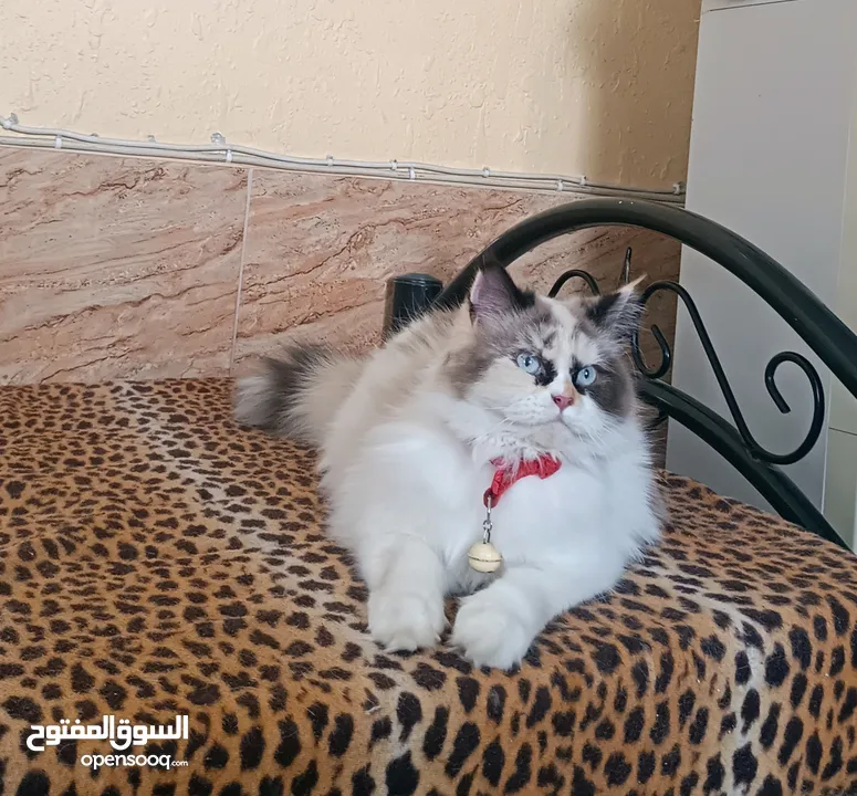 بسم الله ما شاء الله انثى راغدول مميزه ونضيفه حامل
