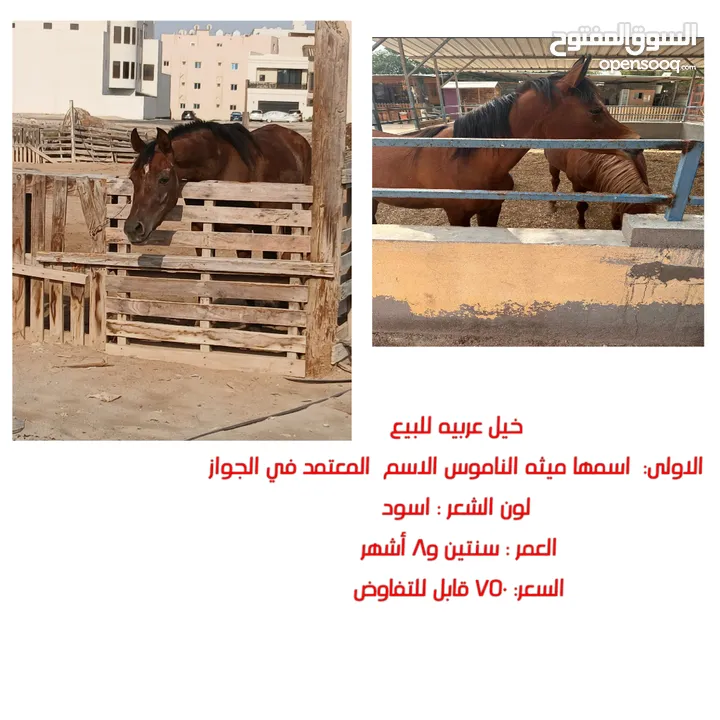 خيول عربيه للبيع