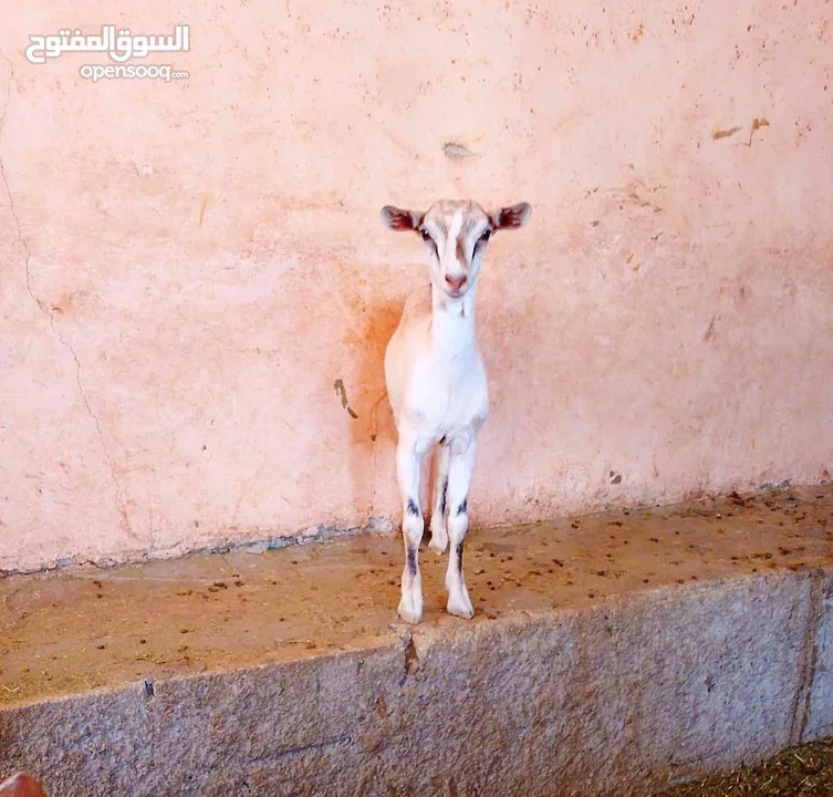 صلالي مقزم الاصلي سخال غزلاني