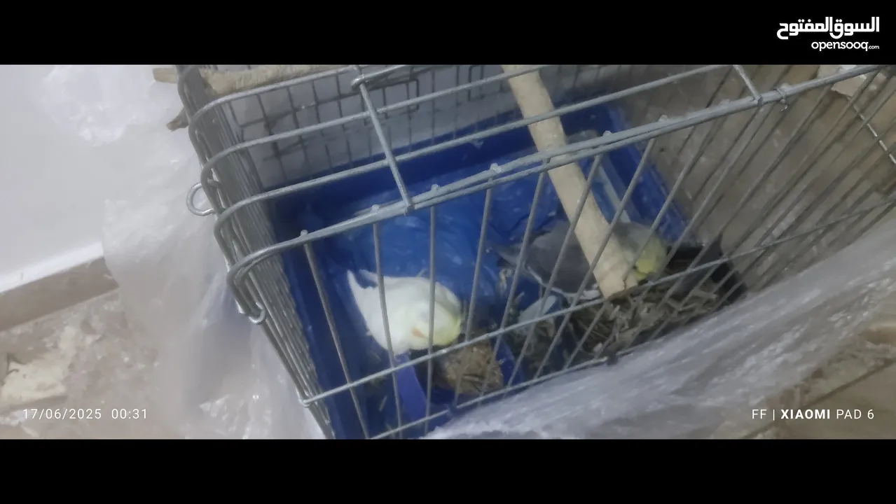 تبديل جوز كوكتيل وروز بجوز جوز روز شغالات وعليك التوصيل