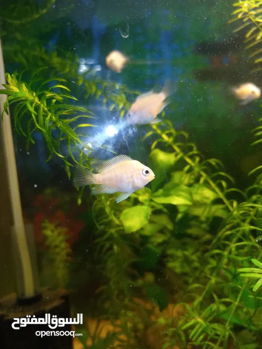 Polar white parrot fish