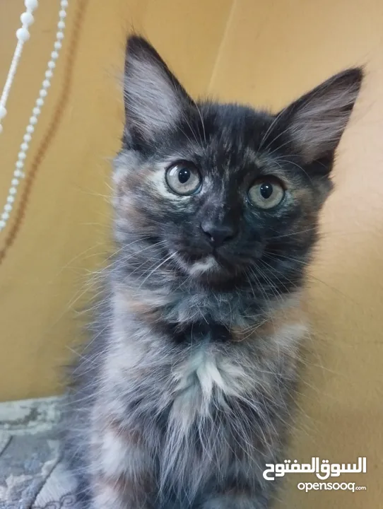 قطط صغيرة للبيع kitten for sale