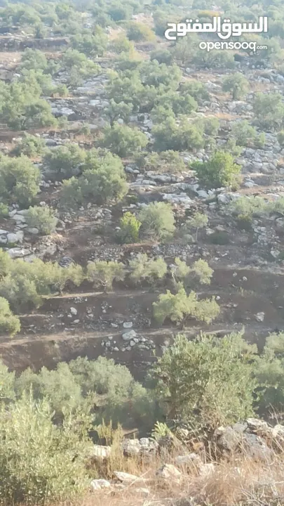 القبة الذهبية اراضي بلعا دير الغصون