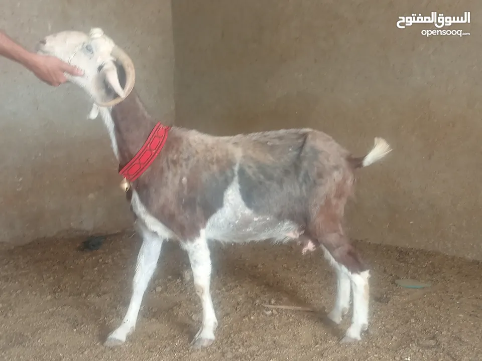 بسم الله الرحمن ارحيم معز فل لحم وسن صغير ضحايه